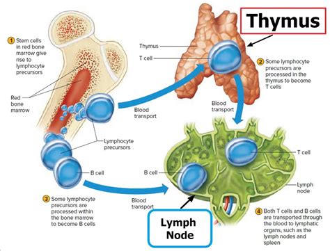 THE ROLE OF THE THYMUS IN THE IMMUNE RESPONSE .